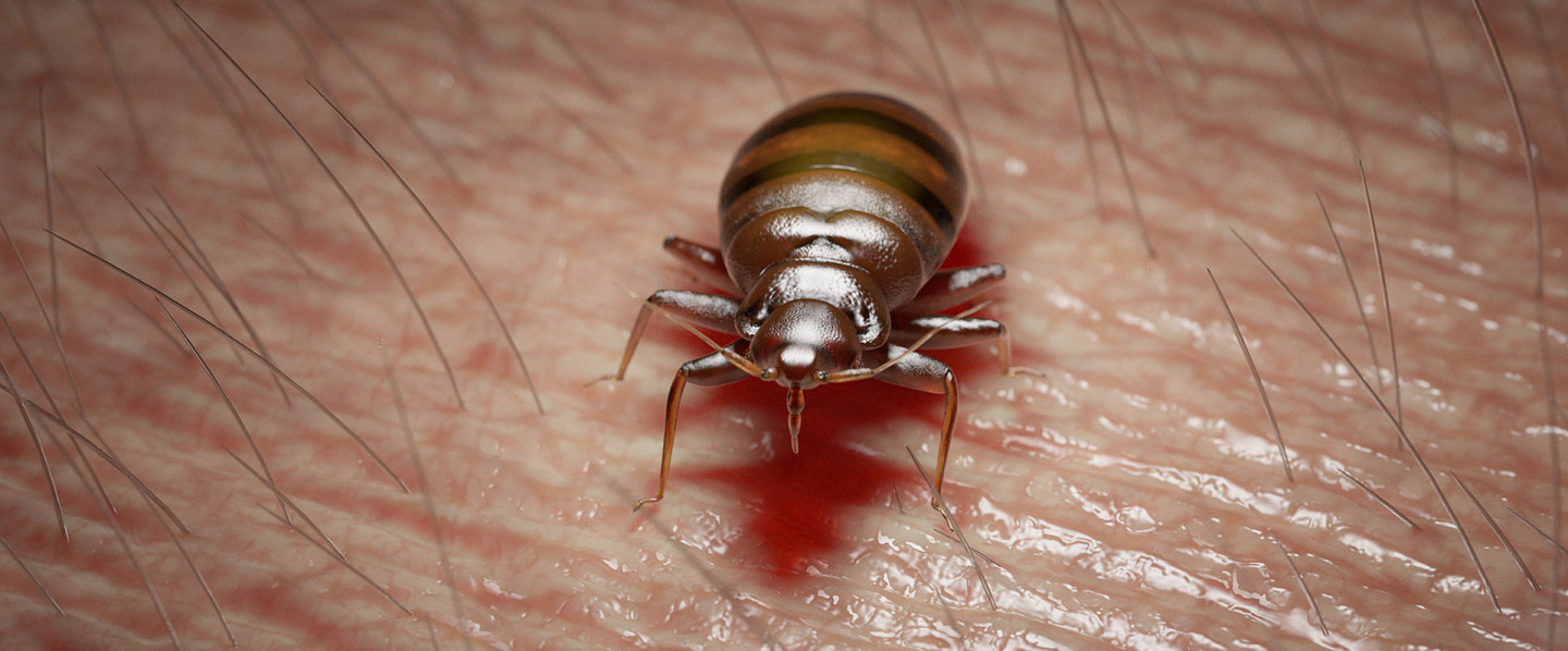 Eliminate Bed Bugs Without Harsh Chemicals
