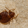 Bed Bug Treatment Bed Bug Extermination Services Woodstock Ga Effective Solutions Inc